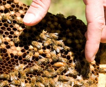Team Aims for Healthy Honeybees Image